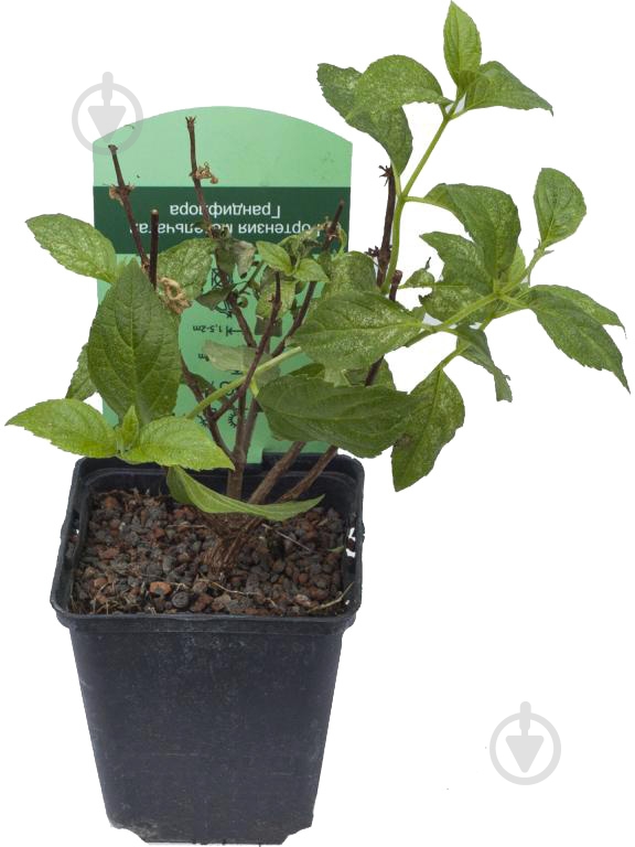 Рослина Гортензія мітлоподібна С3 - фото 1