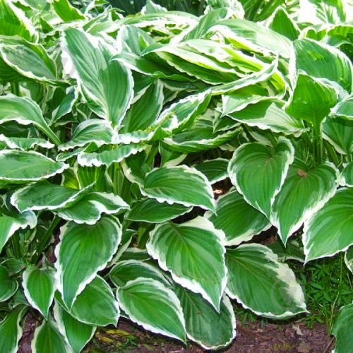 Растение Хоста Albomarginata С2 - фото 2