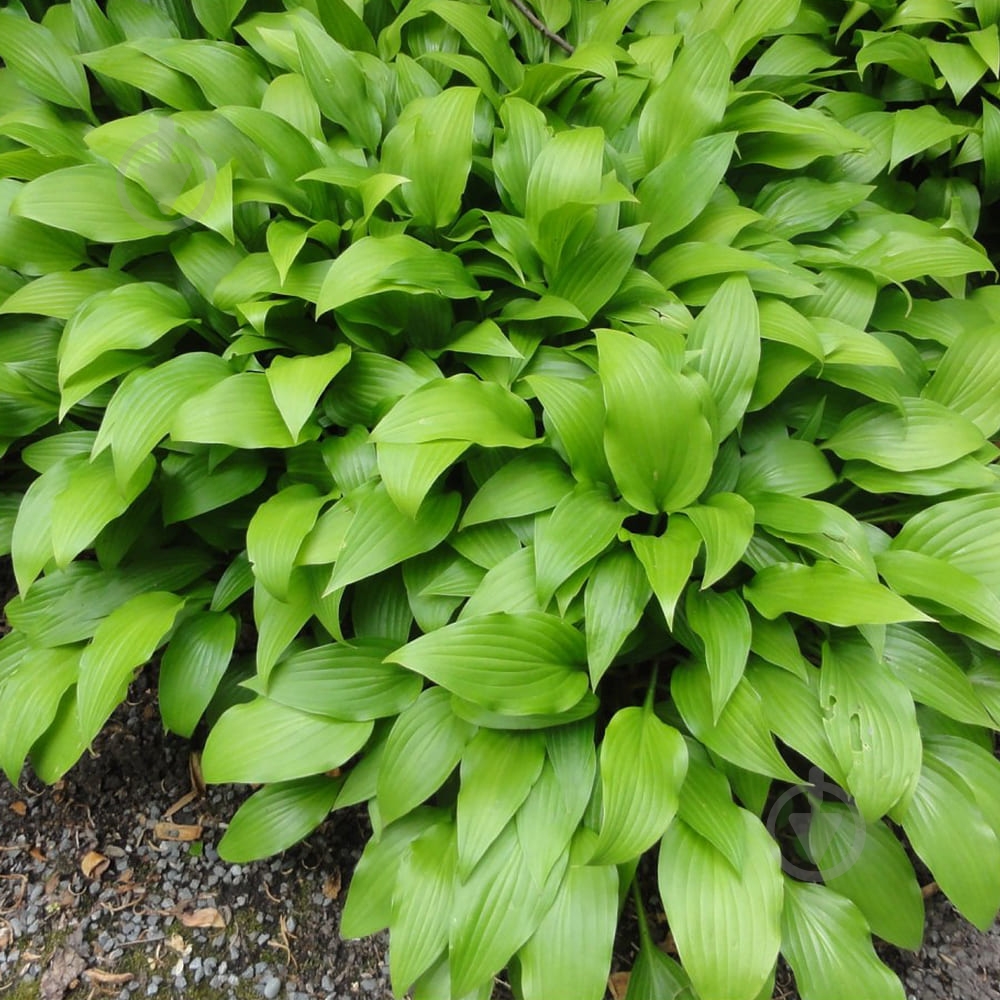 Растение Хоста видовая С5 - фото 4