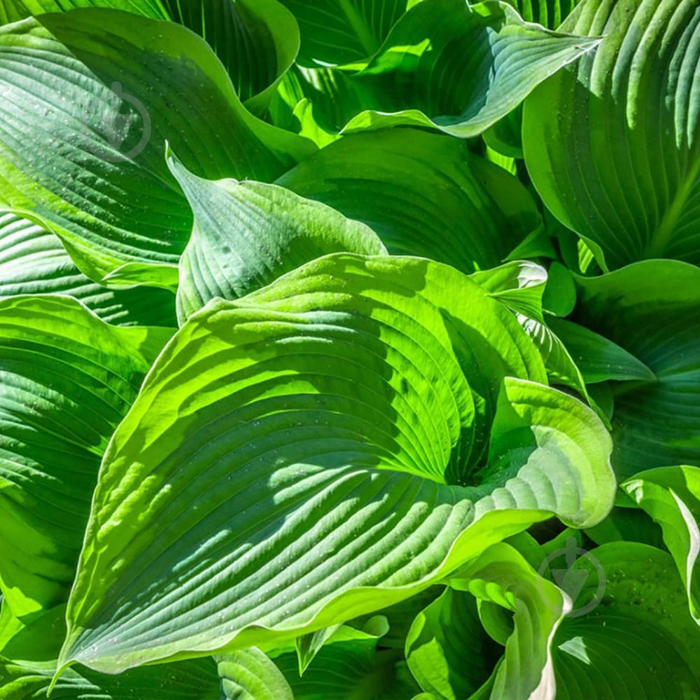 Растение Хоста видовая С5 - фото 3