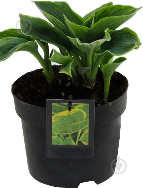 Растение Хоста видовая С5 - фото 1