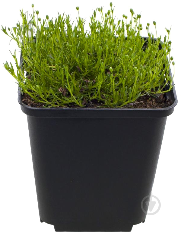 Растение Мшанка шиловидная С1 - фото 1 Растение Мшанка шиловидная С1 - фото 1