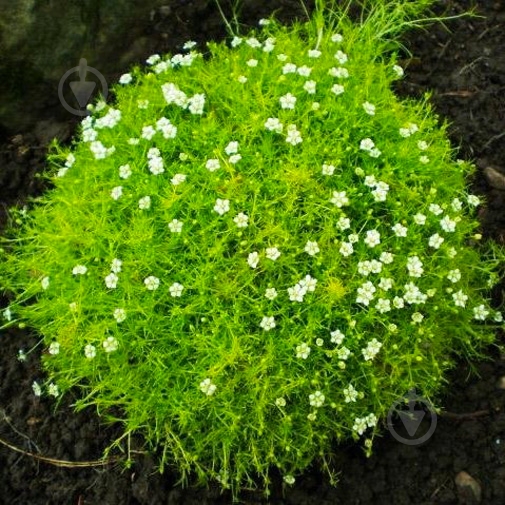 Растение Мшанка шиловидная С1 - фото 3 Растение Мшанка шиловидная С1 - фото 3