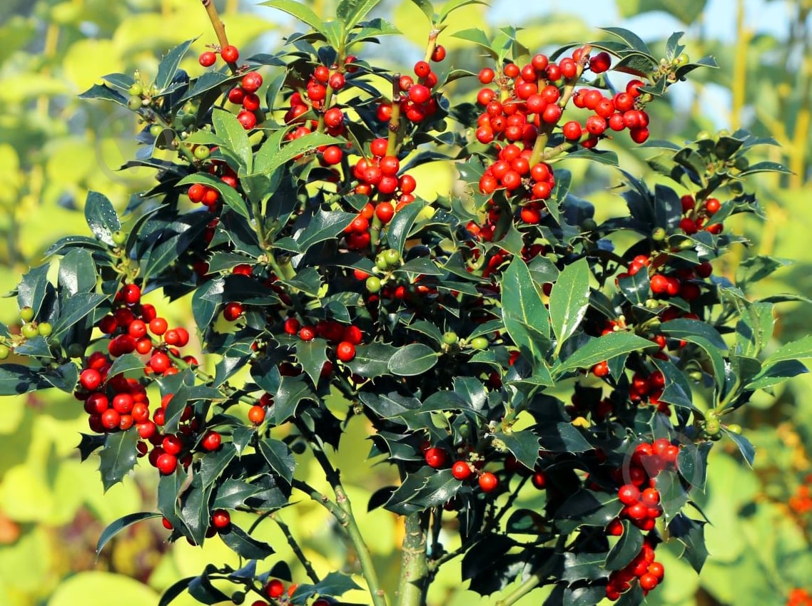 Растение Падуб остролистный P9 - фото 3 Растение Падуб остролистный P9 - фото 3