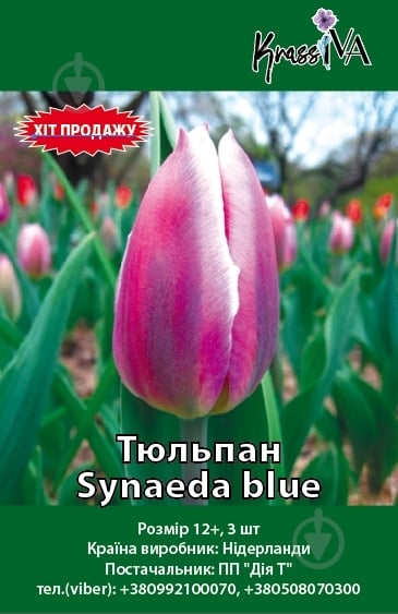 Луковица тюльпан Synaeda Blue 2 шт. KrassIVA - фото 1