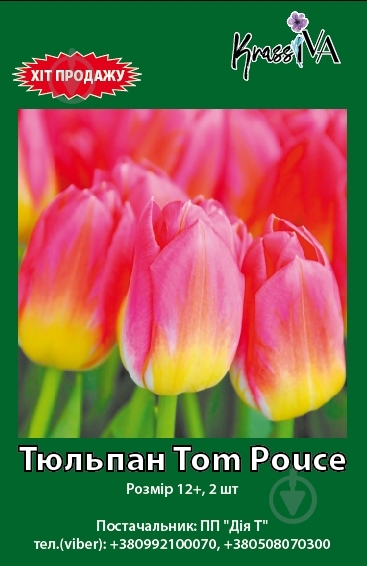 Луковица тюльпан Tom Pouce 2 шт. KrassIVA - фото 1