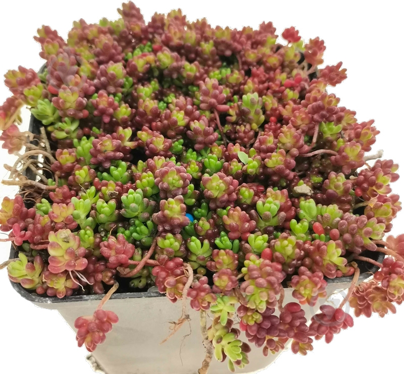 Растение Очиток белый Coral Carpet С1 - фото 1