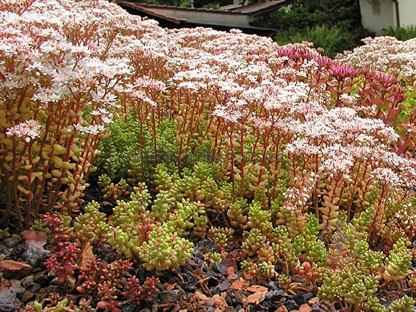 Растение Очиток белый Coral Carpet С1 - фото 2