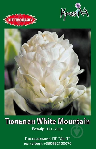 Луковица тюльпан White Mountain 2 шт. KrassIVA - фото 1