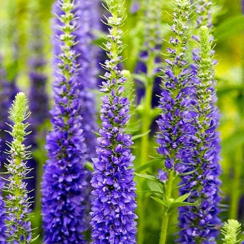 Рослина Вероніка колоскова Ulster Dwarf Blue C3 - фото 3 Рослина Вероніка колоскова Ulster Dwarf Blue C3 - фото 3
