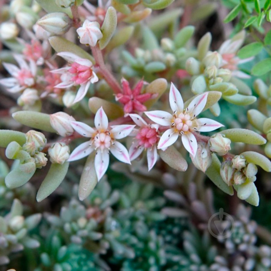 Растение Очиток испанский С1 - фото 3 Растение Очиток испанский С1 - фото 3