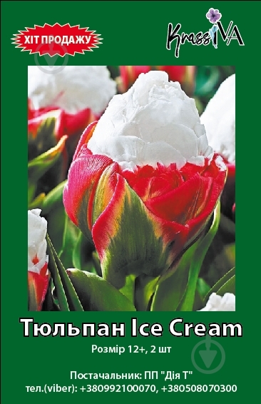 Луковица тюльпан Ice Cream, 2 шт. KrassIVA - фото 1