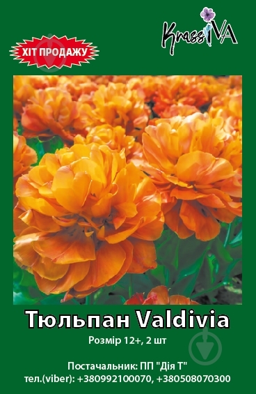 Луковица тюльпан Valdivia 2 шт. KrassIVA - фото 1