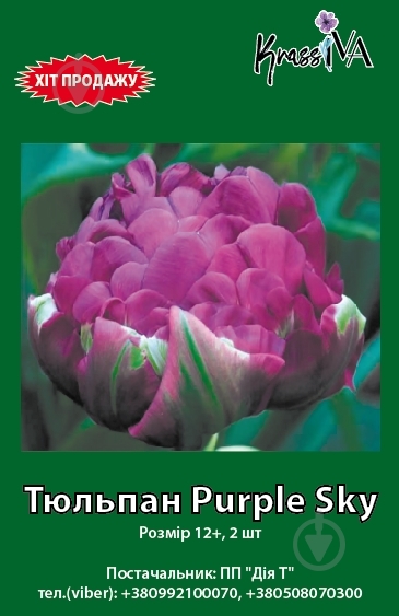 Луковица тюльпан Purple Sky 2 шт. KrassIVA - фото 1