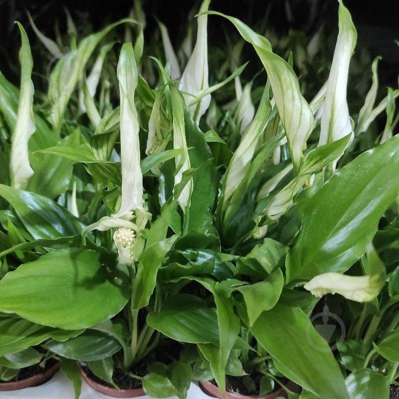 Растение Спатифиллум 6x20 - фото 1 Растение Спатифиллум 6x20 - фото 1