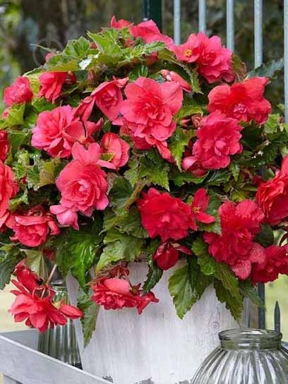 Клубень TUBERBULB Export B.V. бегонии пендулы Розовой 1 шт. - фото 1