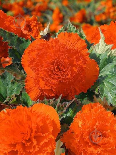 Клубень TUBERBULB Export B.V. бегонии фимбриаты оранжевой 1 шт. - фото 1