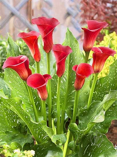 Клубень TUBERBULB Export B.V. кали Ред Алерт 1 шт. - фото 1 Клубень TUBERBULB Export B.V. кали Ред Алерт 1 шт. - фото 1