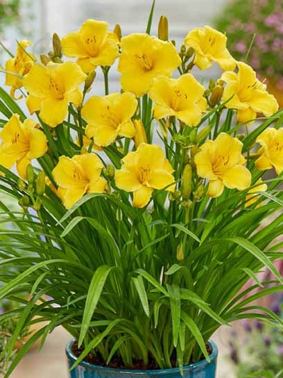 Кореневище Heemskerk Vasteplanten B.V. лілійника ЕвріДейлілі Голд 1 шт. - фото 1