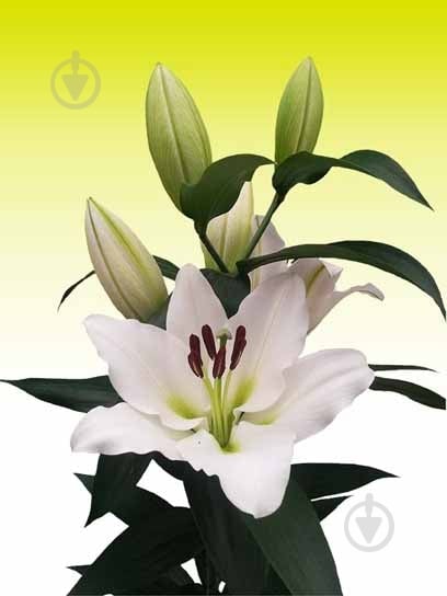 Цибулина VWS EXPORT – IMPORT OF FLOWERBULBS B.V. лілії ОТ Тісенто 1 шт. - фото 1 Цибулина VWS EXPORT – IMPORT OF FLOWERBULBS B.V. лілії ОТ Тісенто 1 шт. - фото 1