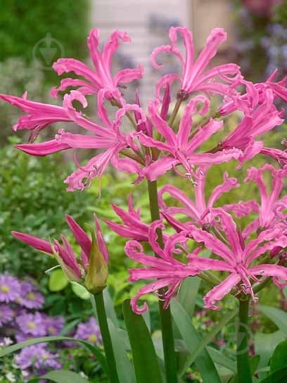 Луковица TUBERBULB Export B.V. нерене 1 шт. - фото 1