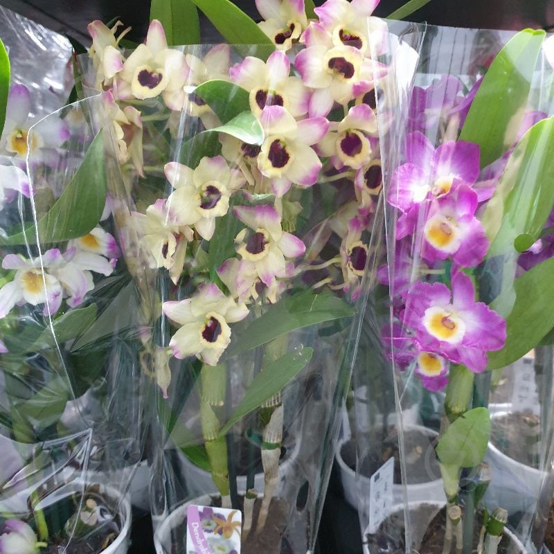Рослина Дендробіум (орхідея) 12х40 Nobile мікс - фото 1