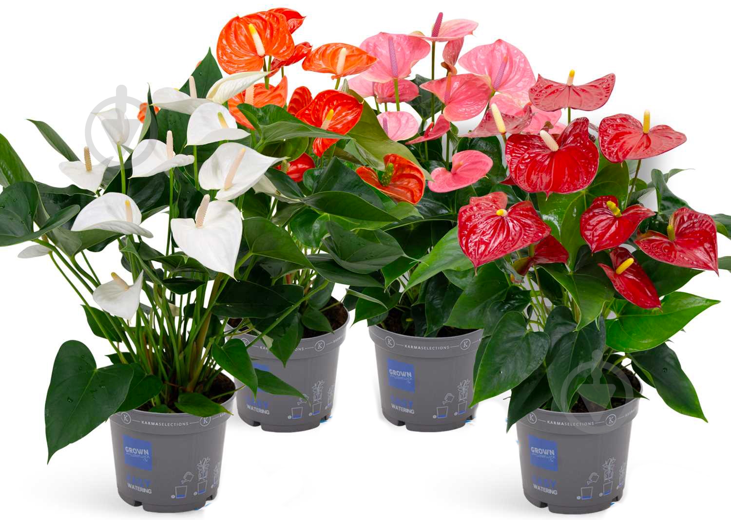 Растение - фото 1