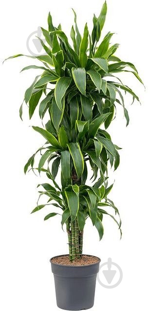 Растение Драцено Arturo 3pp d21/h110 - фото 3