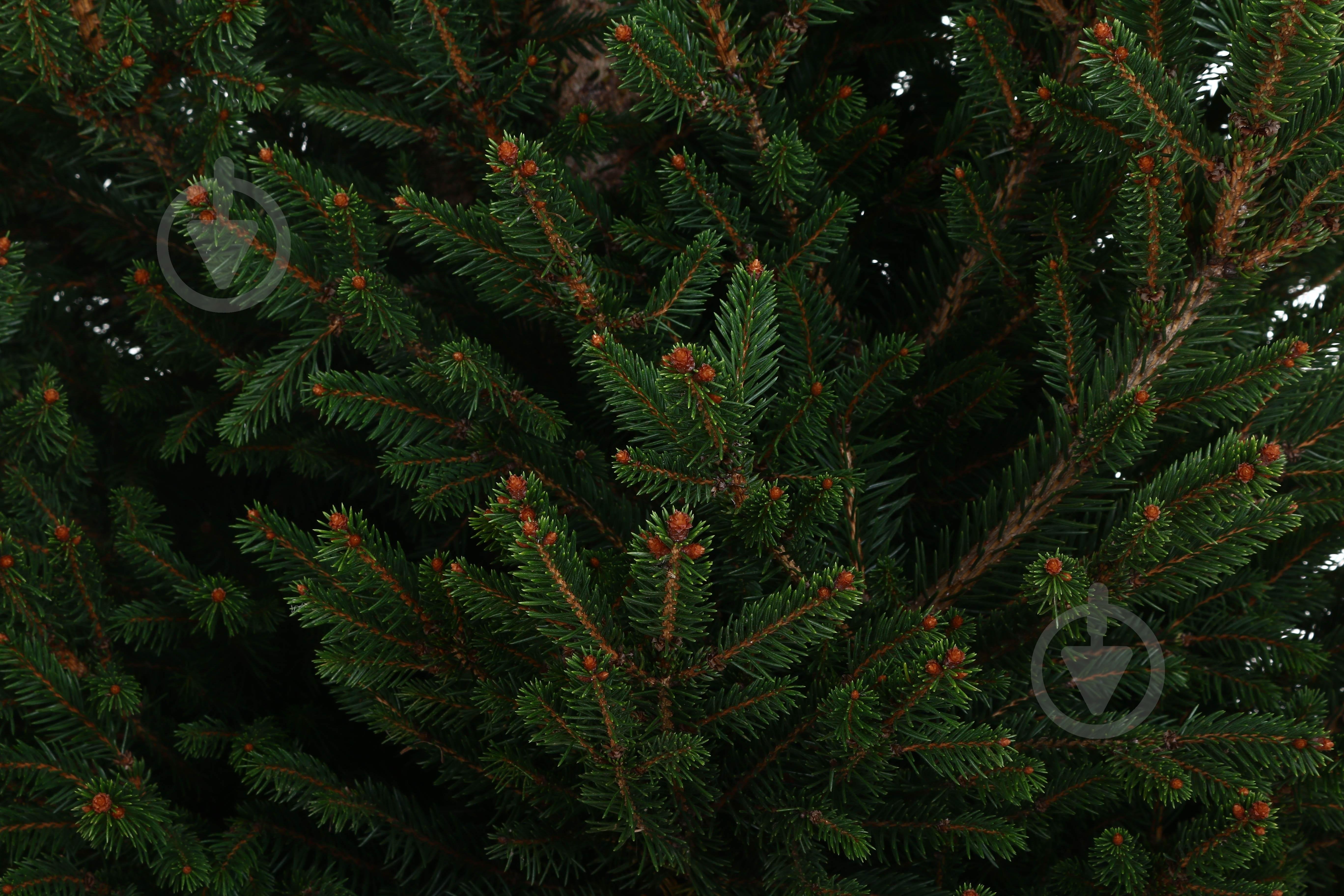Ялинка звичайна / Picea abies Will's Zwerg С20 - фото 2 Ялинка звичайна / Picea abies Will's Zwerg С20 - фото 2
