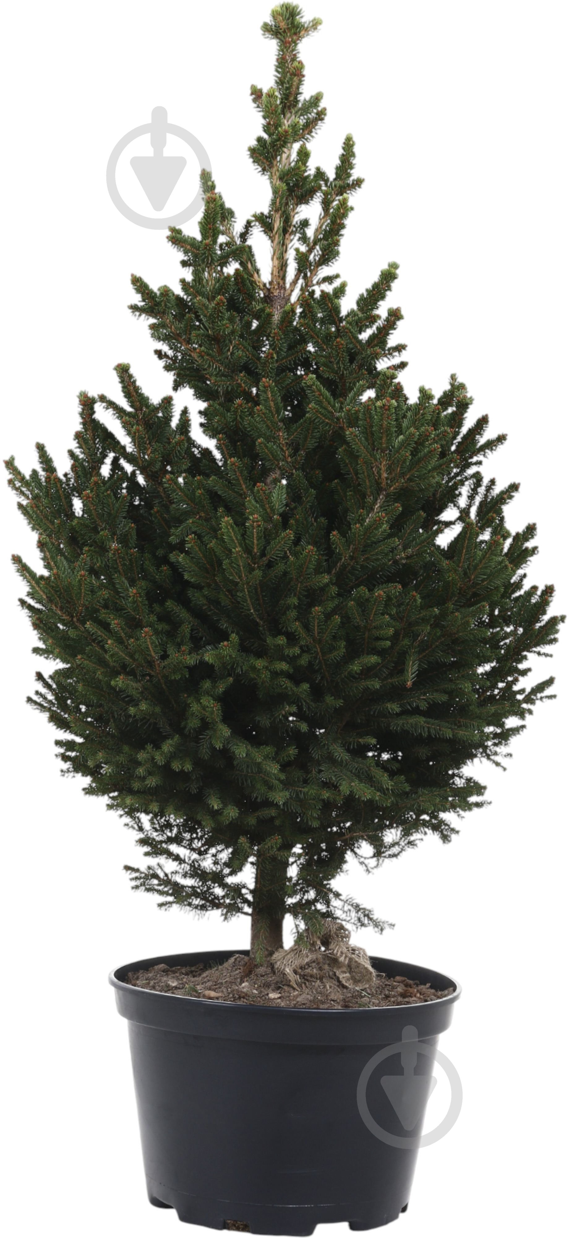 Ялинка звичайна / Picea abies Will's Zwerg С20 - фото 1 Ялинка звичайна / Picea abies Will's Zwerg С20 - фото 1