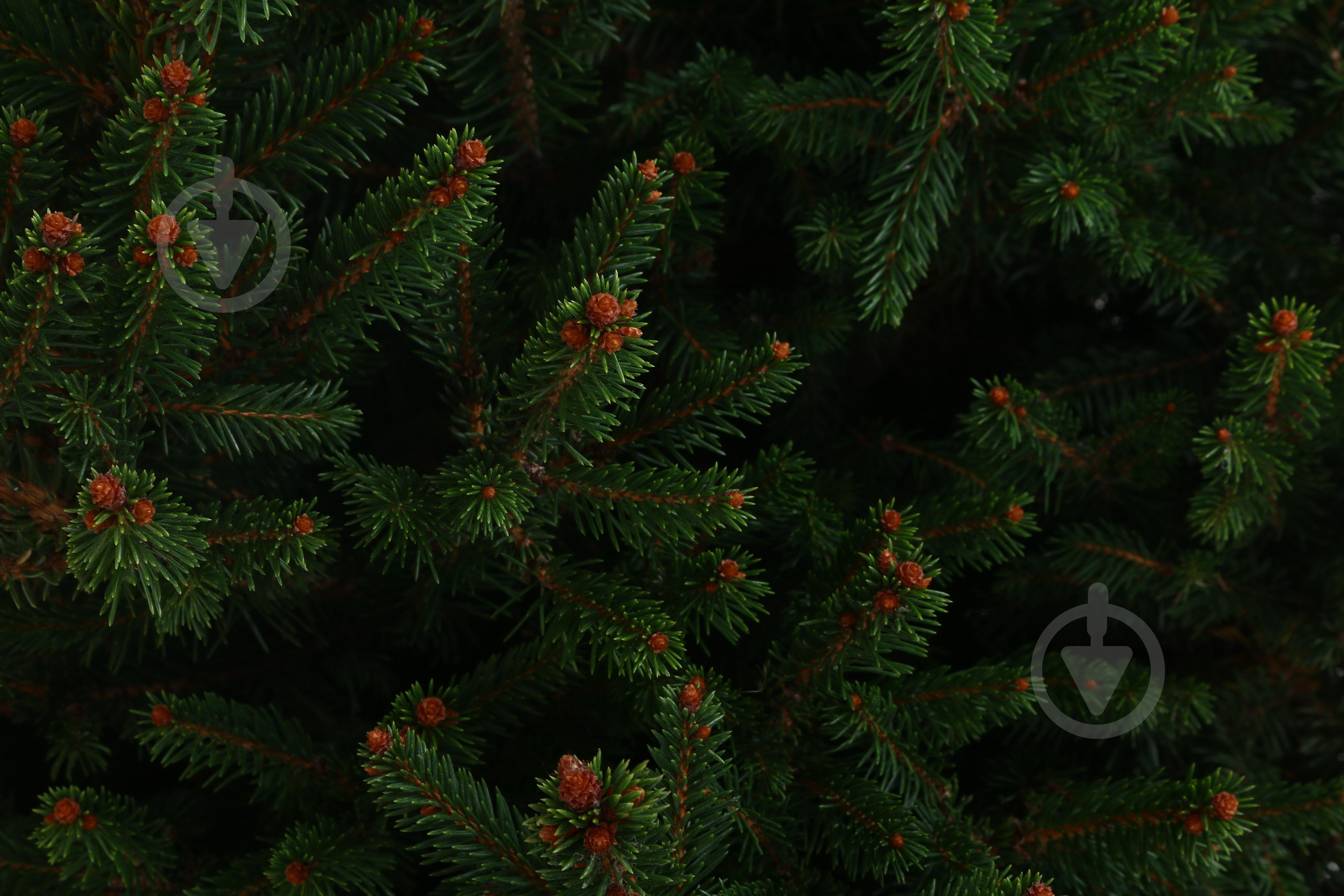 Ялинка звичайна / Picea abies Will's Zwerg С20 - фото 3 Ялинка звичайна / Picea abies Will's Zwerg С20 - фото 3