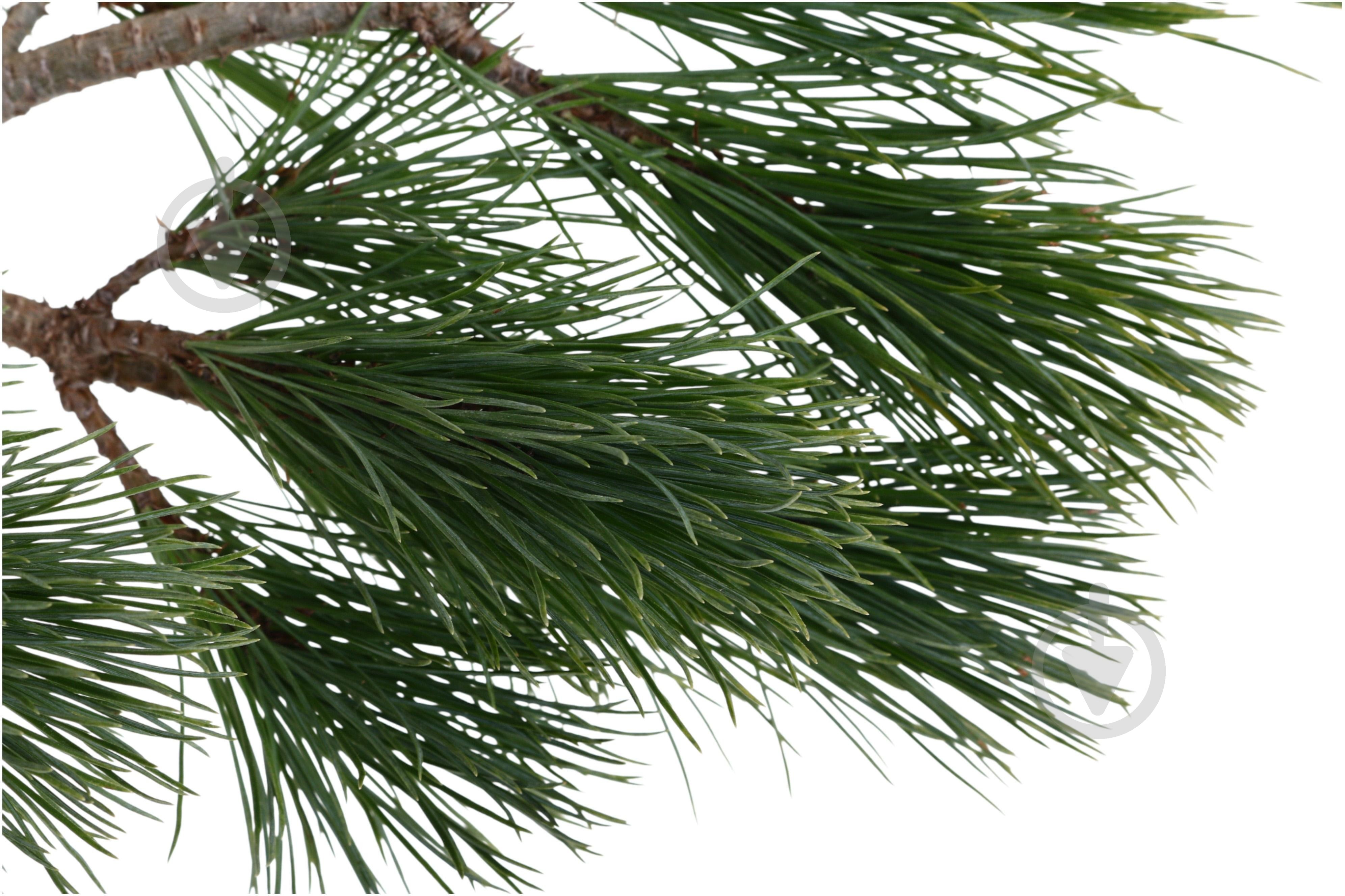 Растение сосна румелийская / pinus peuce С3 - фото 2 Растение сосна румелийская / pinus peuce С3 - фото 2