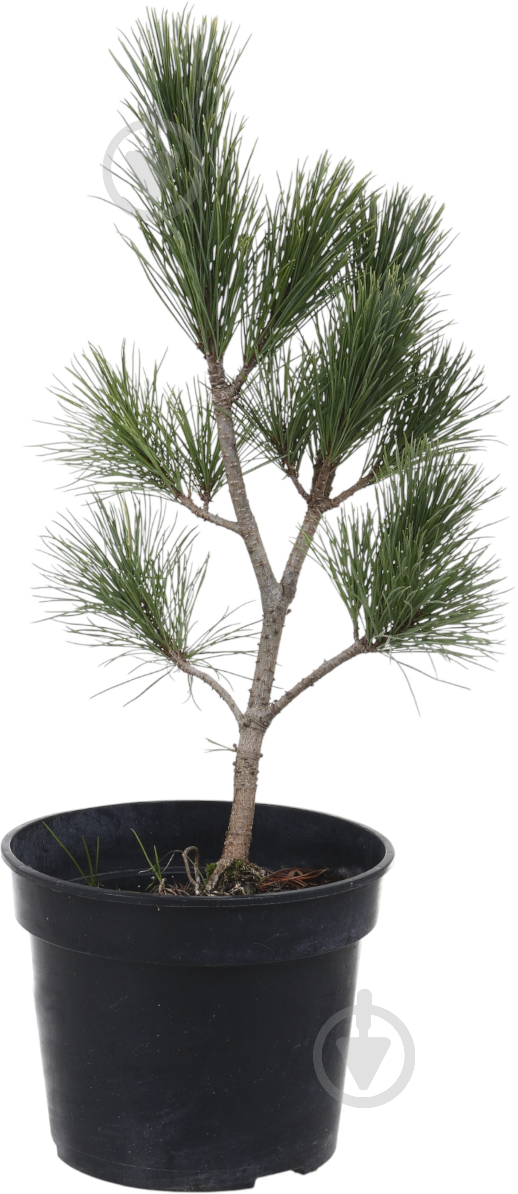 Растение сосна румелийская / pinus peuce С3 - фото 1 Растение сосна румелийская / pinus peuce С3 - фото 1