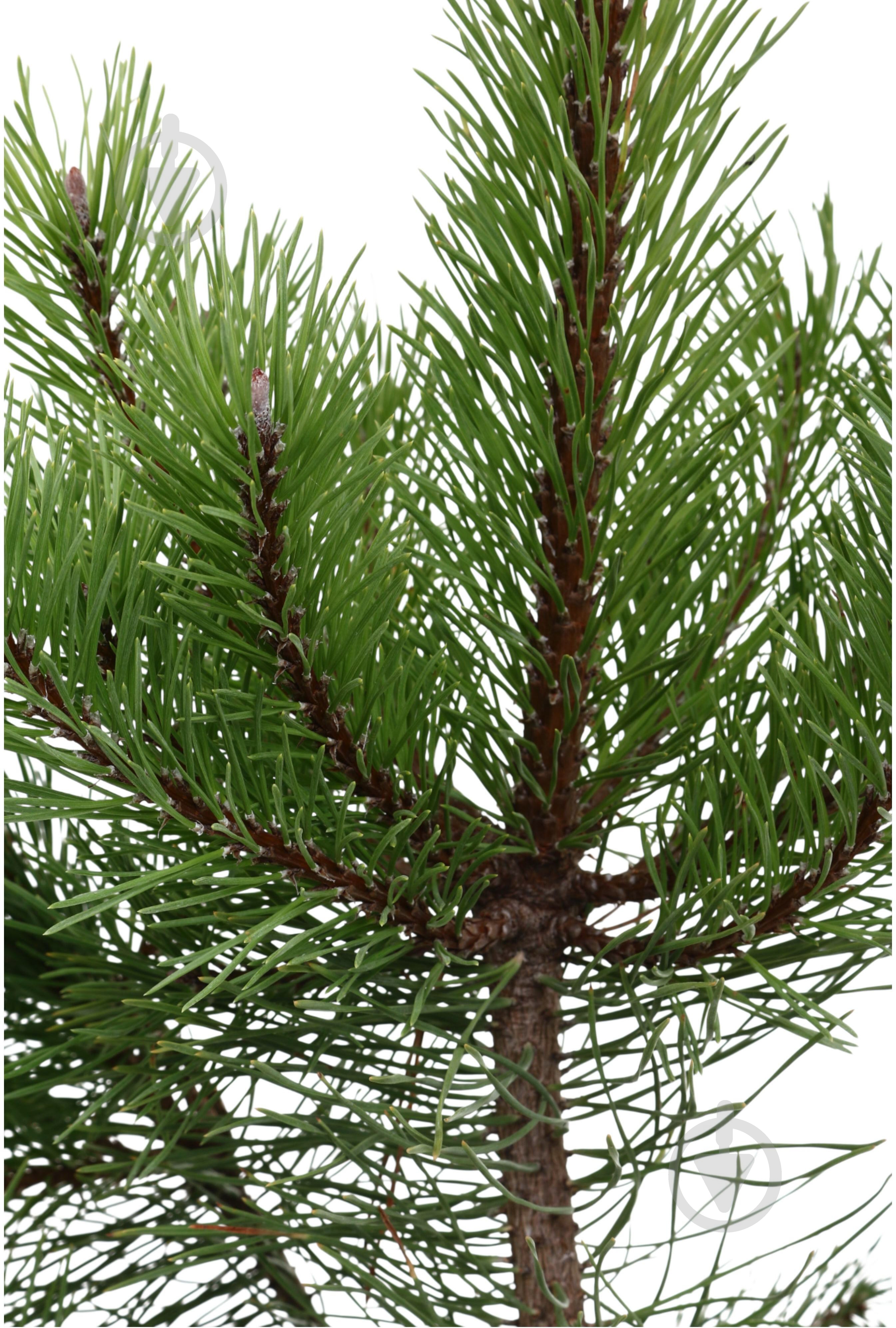 Растение сосна черная / Pinus nigra C3 H30-40 см - фото 3 Растение сосна черная / Pinus nigra C3 H30-40 см - фото 3