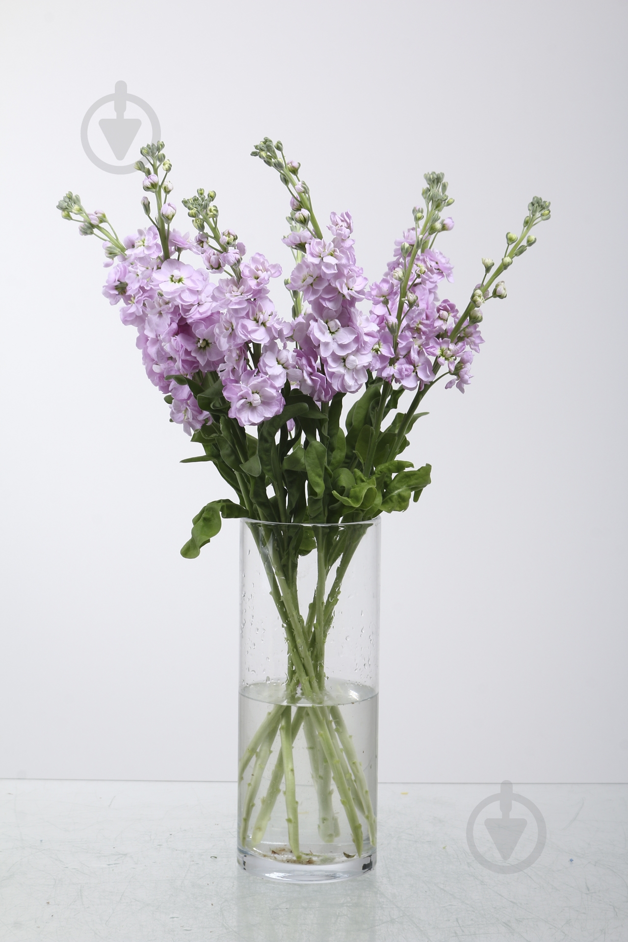 Маттиола 40 см розовая (Нидерланды) - фото 1 Маттиола 40 см розовая (Нидерланды) - фото 1