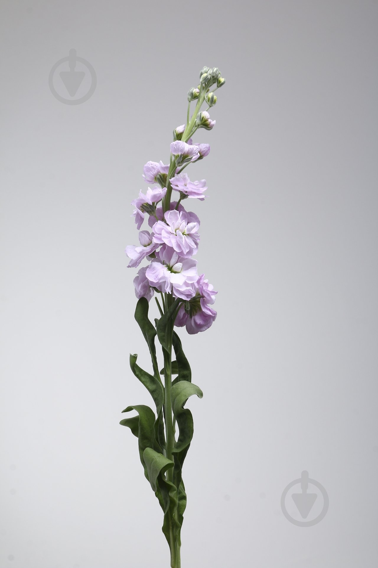 Маттиола 40 см розовая (Нидерланды) - фото 2 Маттиола 40 см розовая (Нидерланды) - фото 2