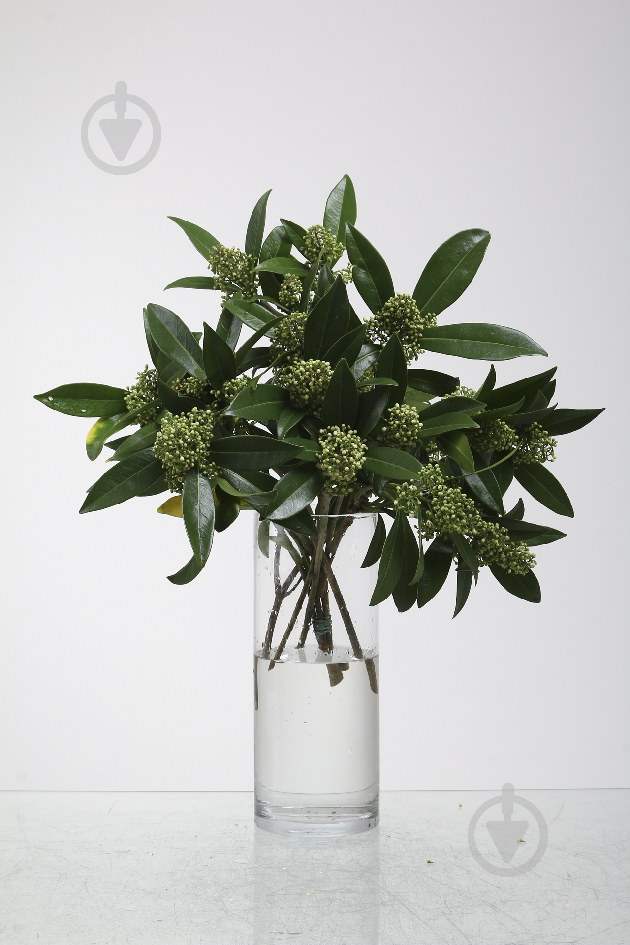 Скиммия 30 см зеленая (Нидерланды) - фото 1