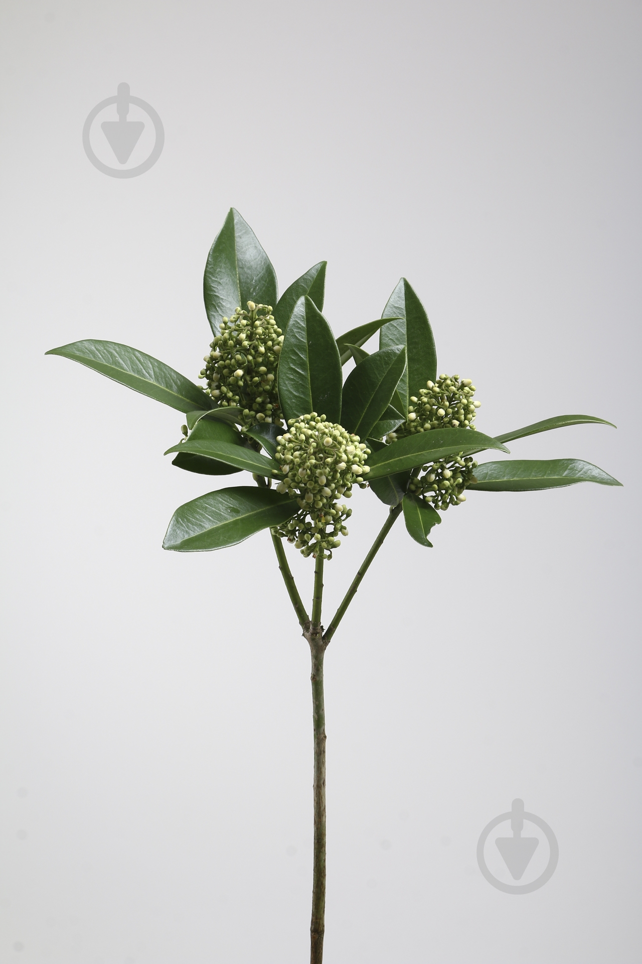 Скиммия 30 см зеленая (Нидерланды) - фото 2