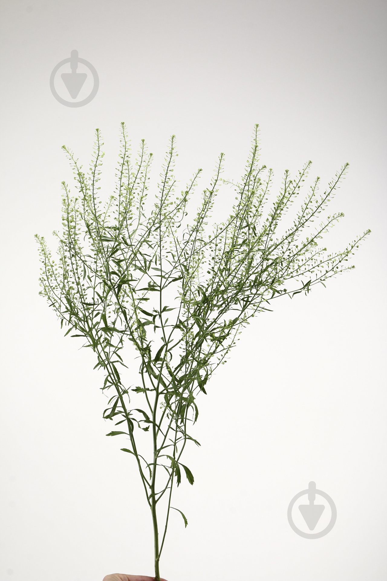 Тласпи 30 см зеленый (Нидерланды) - фото 1