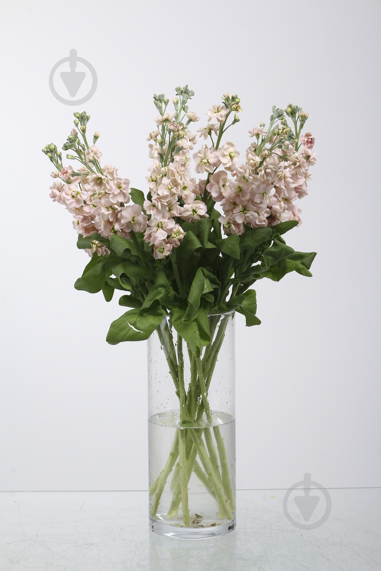 Матіола 40 см персикова (Нідерланди) - фото 1