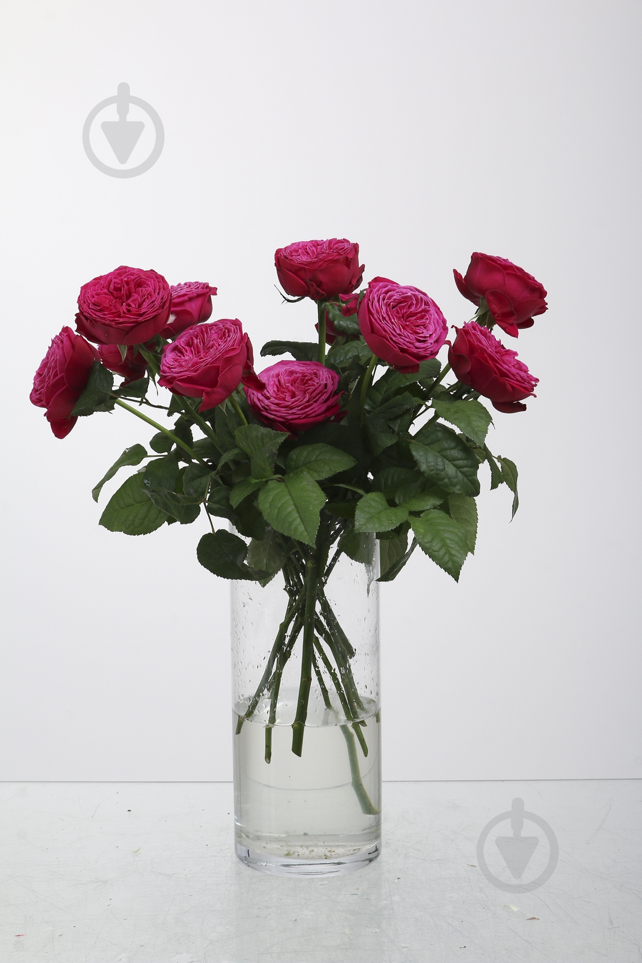 Троянда Just More одноголова піоновидна 50 см червона (Нідерланди) - фото 1 Троянда Just More одноголова піоновидна 50 см червона (Нідерланди) - фото 1