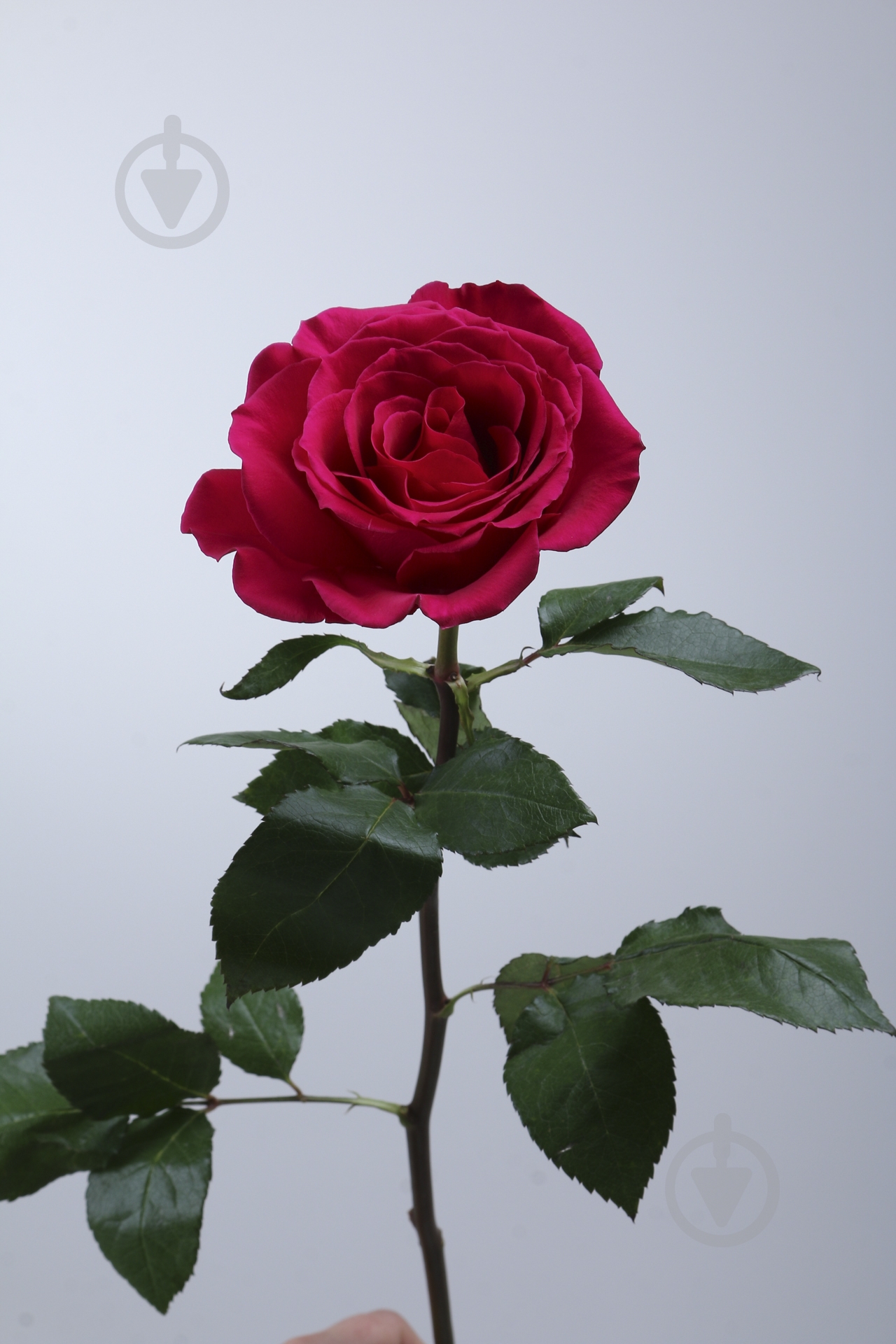 Троянда Just More одноголова піоновидна 50 см червона (Нідерланди) - фото 2 Троянда Just More одноголова піоновидна 50 см червона (Нідерланди) - фото 2