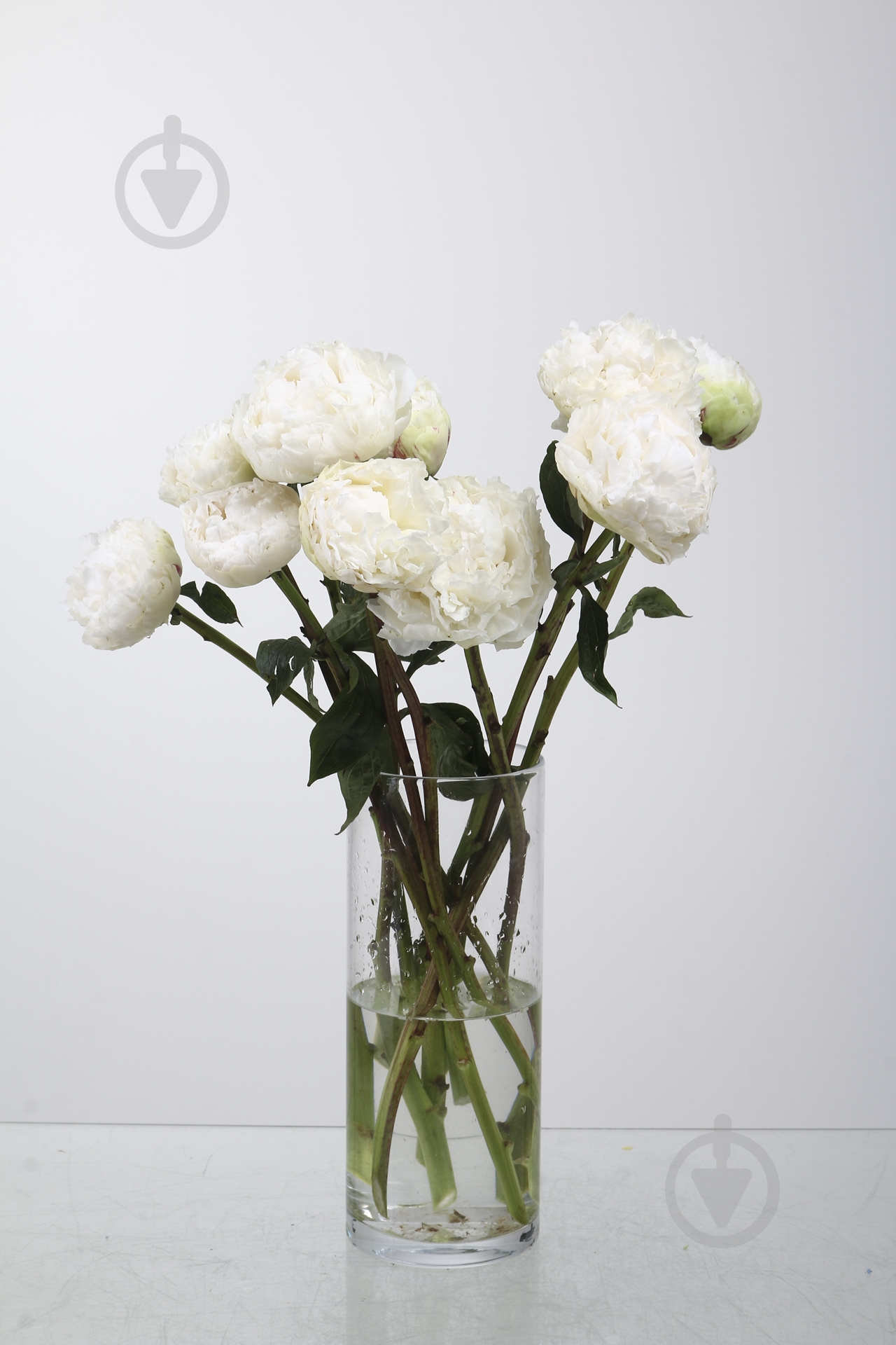 Пион Bowl Of Cream 40 см белая (Нидерланды) - фото 1 Пион Bowl Of Cream 40 см белая (Нидерланды) - фото 1