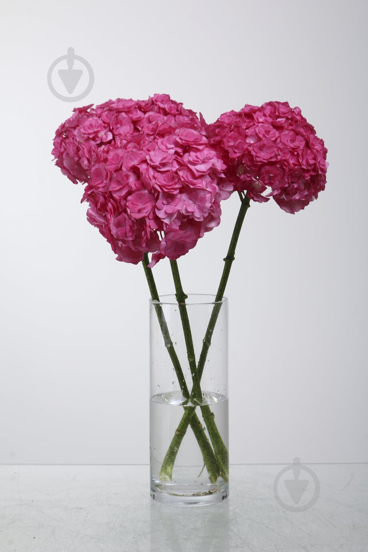 Гортензия Mammoet Pink 60 см розовая (Нидерланды) - фото 1