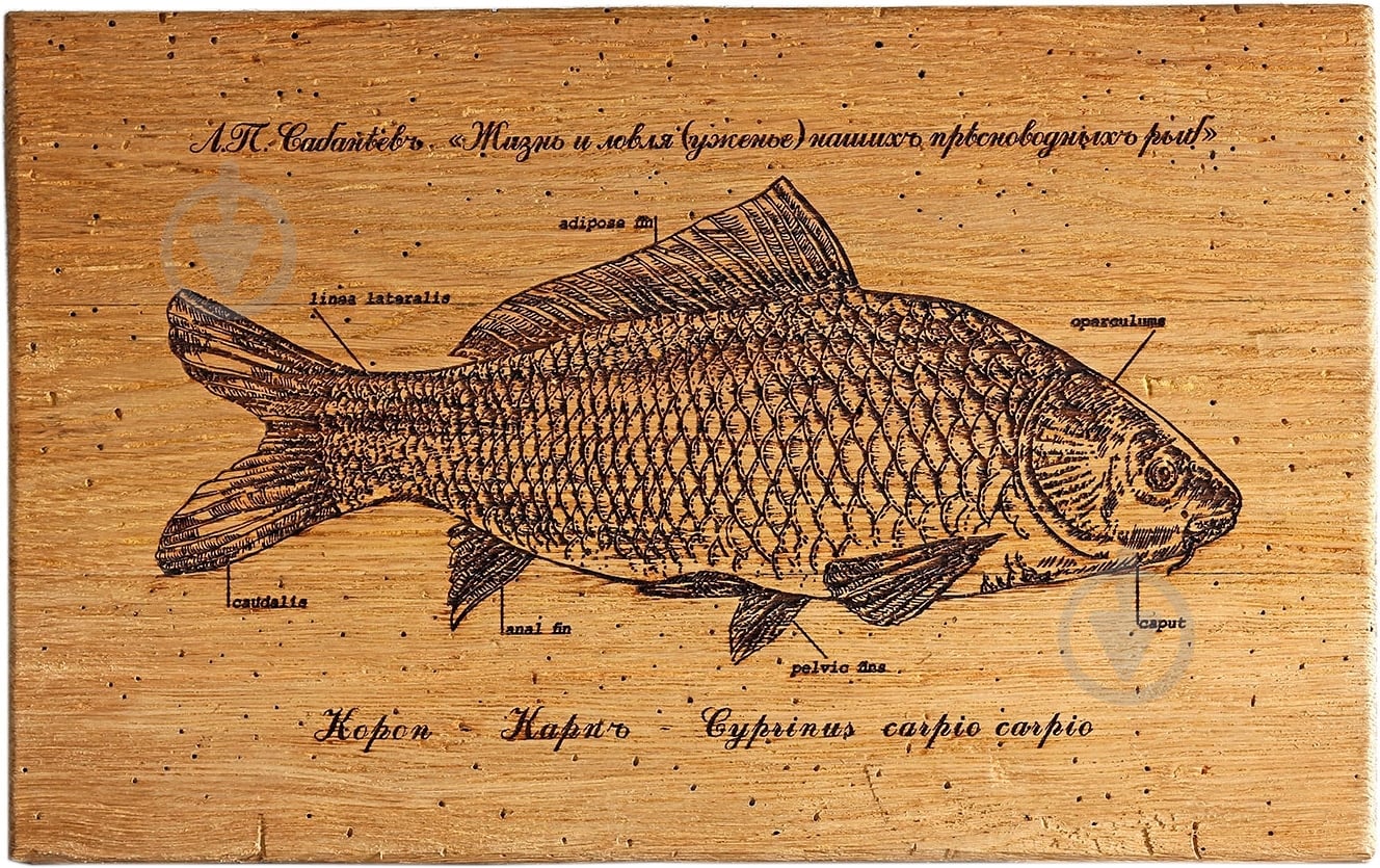 Картина Fish-Point триптих "Карп" серия Сабанеев 200х250 мм 400х250 мм 200х250 мм - фото 2 Картина Fish-Point триптих "Карп" серия Сабанеев 200х250 мм 400х250 мм 200х250 мм - фото 2