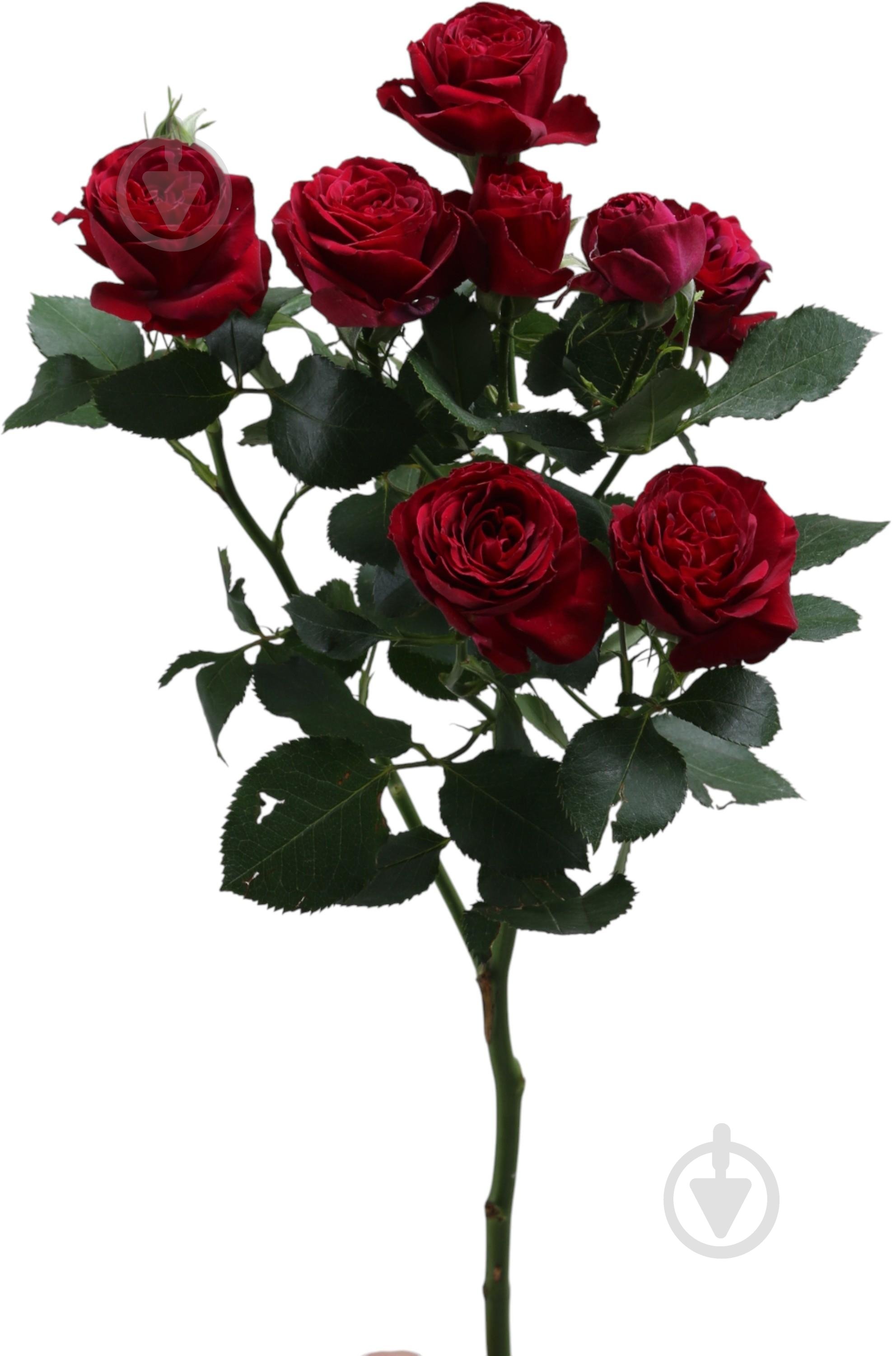 Роза Red Trendsetter спрей (кустовая) пионовидная 50 см бордовая (Нидерланды) - фото 1 Роза Red Trendsetter спрей (кустовая) пионовидная 50 см бордовая (Нидерланды) - фото 1