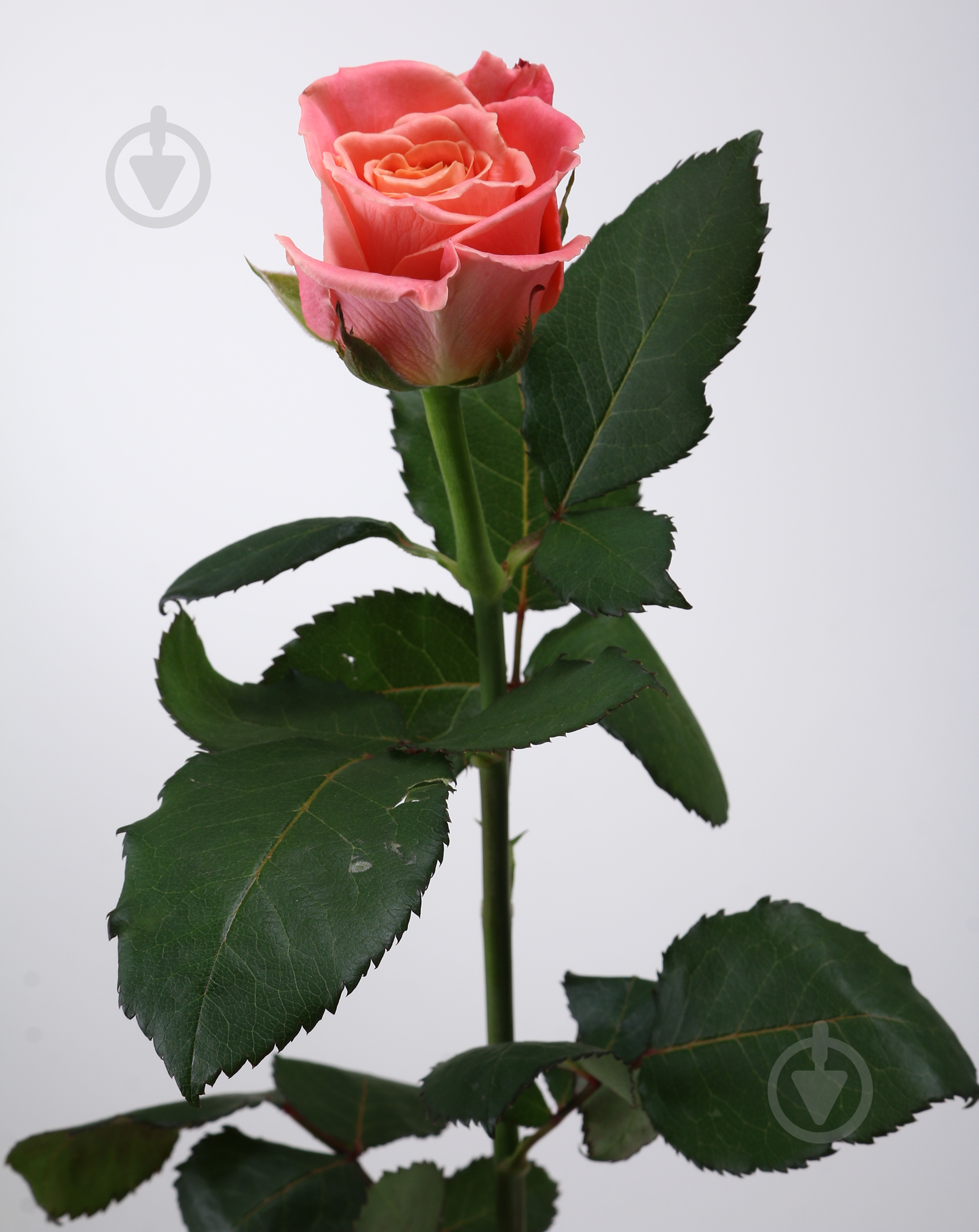 Троянда Міс Піггі одноголова класична 60 см помаранчева (Україна) - фото 1