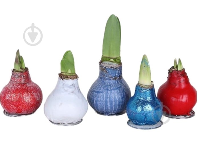 Луковица Амариллис крашеная - фото 1