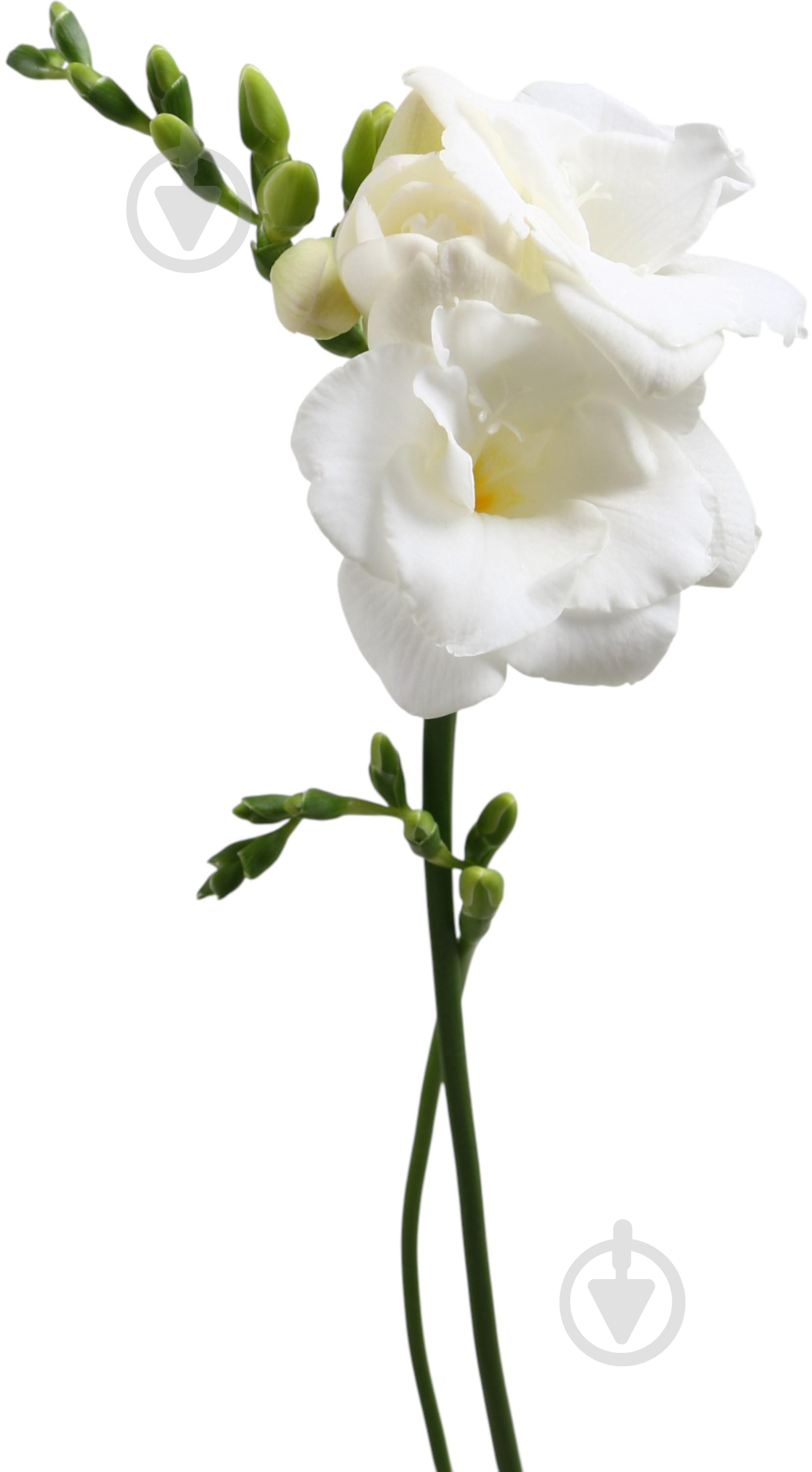 Фрезия Versailles белая (Нидерланды) - фото 1