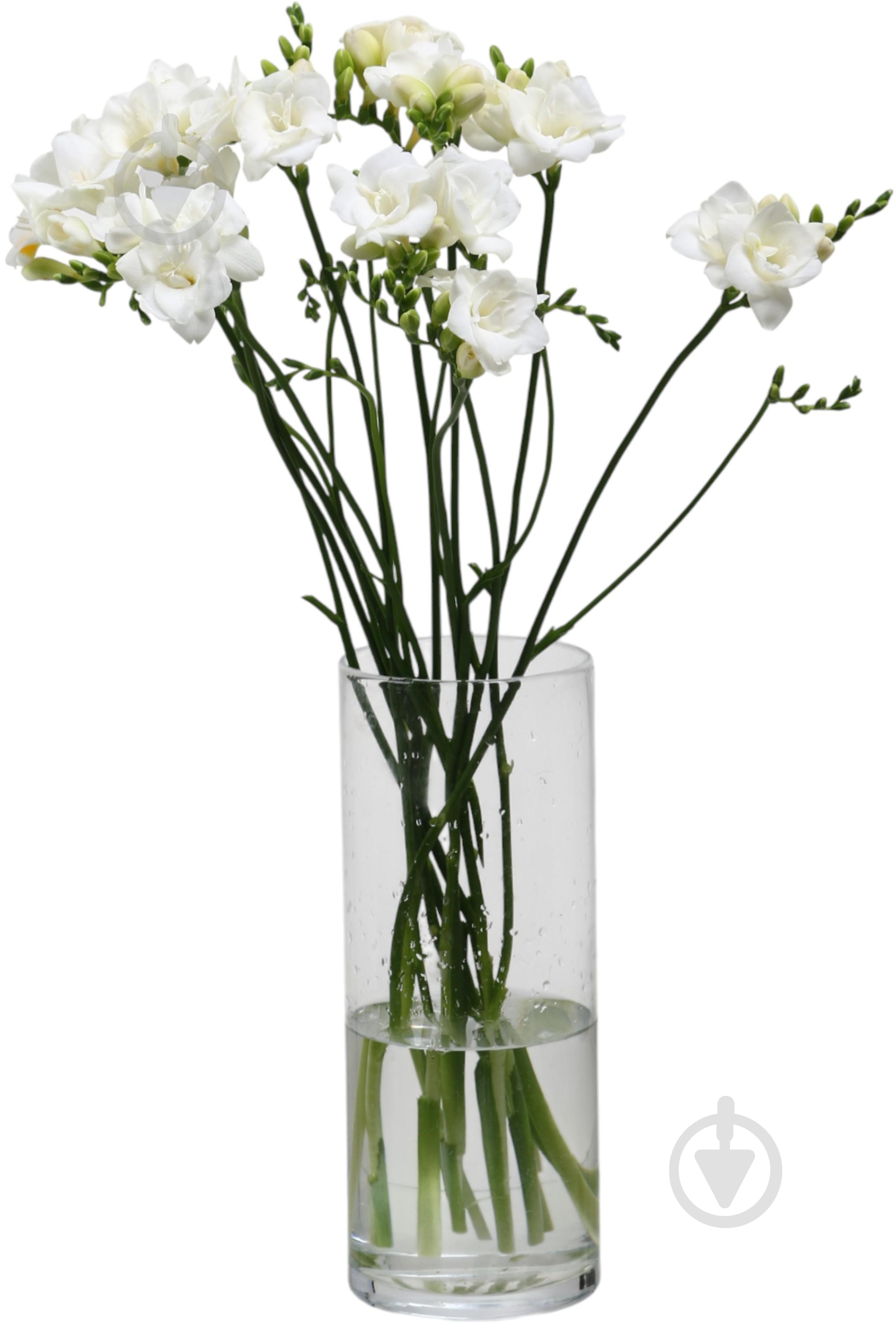 Фрезия Versailles белая (Нидерланды) - фото 2